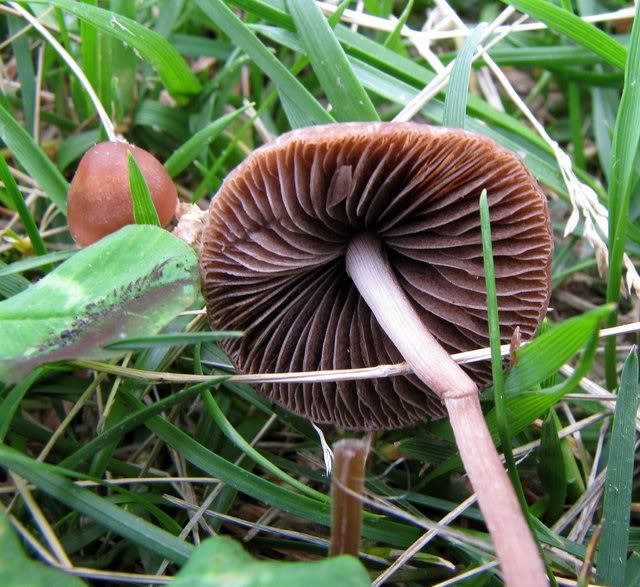 inside of mushroom 100509