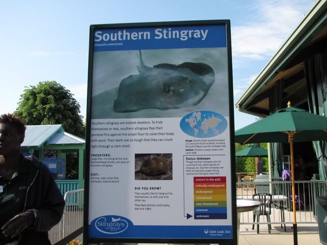 120509 southern stingray
