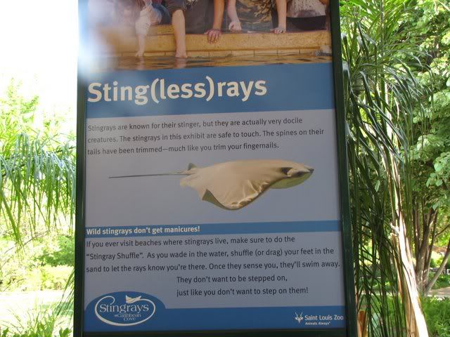 stingless rays 120509 sten