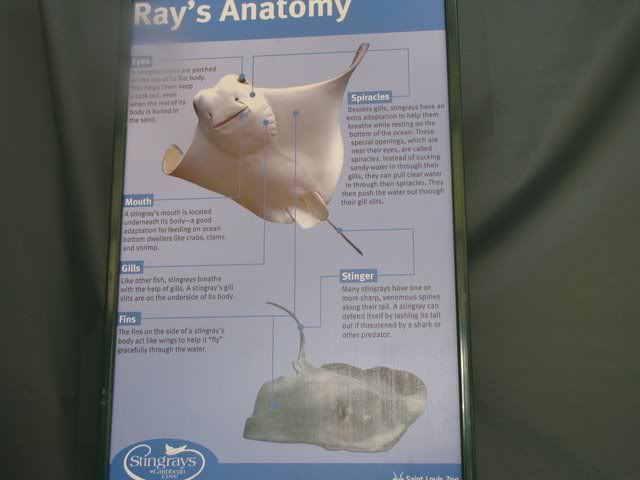 ray's anatomy 120509