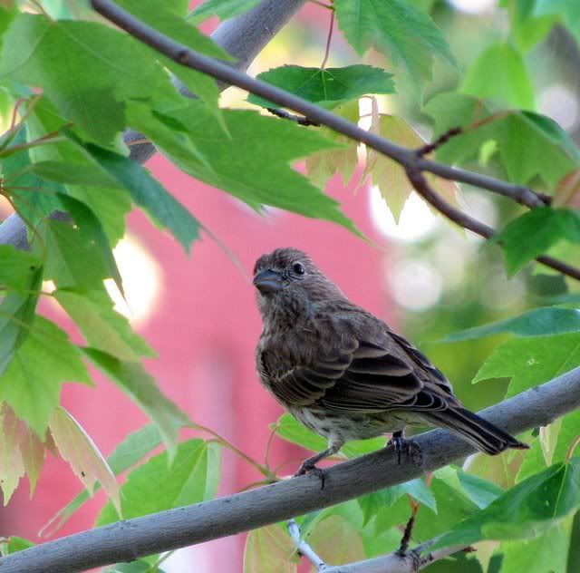 song sparrow 180509