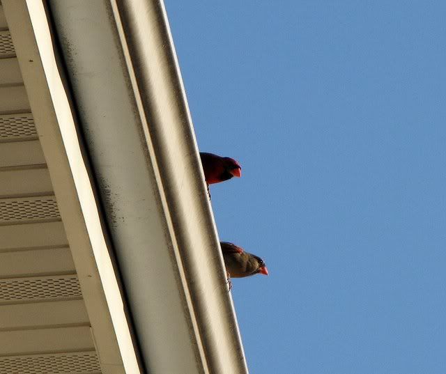 red cardinals on our roof 190509