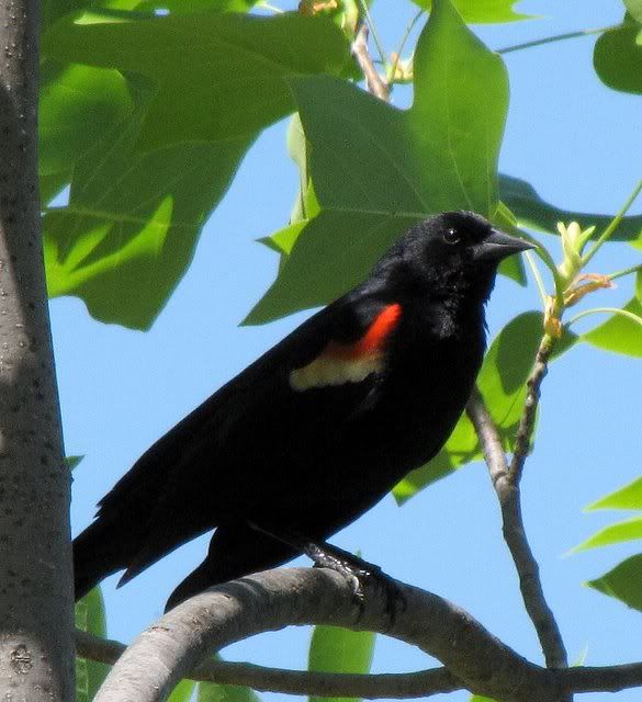 red-winged blackbird fp 190509