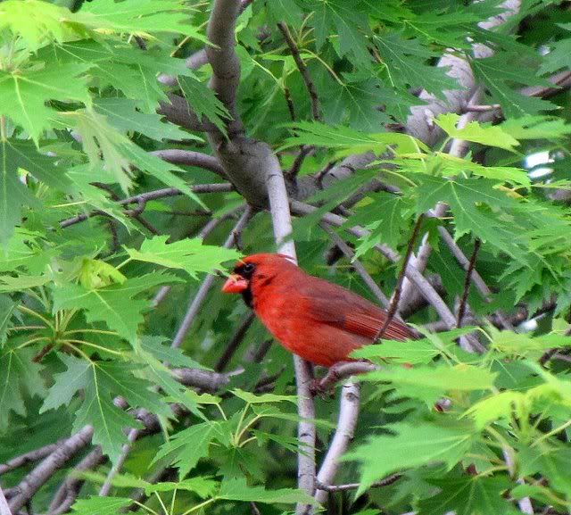 red cardinal 250509