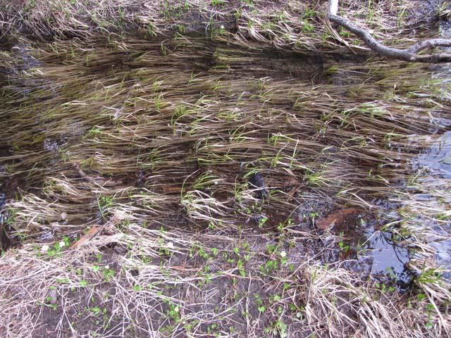 reeds in the siesta lake300509