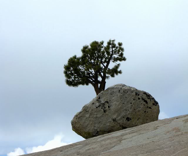 tree and rock lee vining yosemite 300509