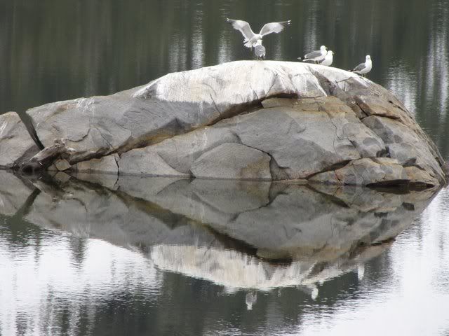 gulls on rock lee vining creek 300509