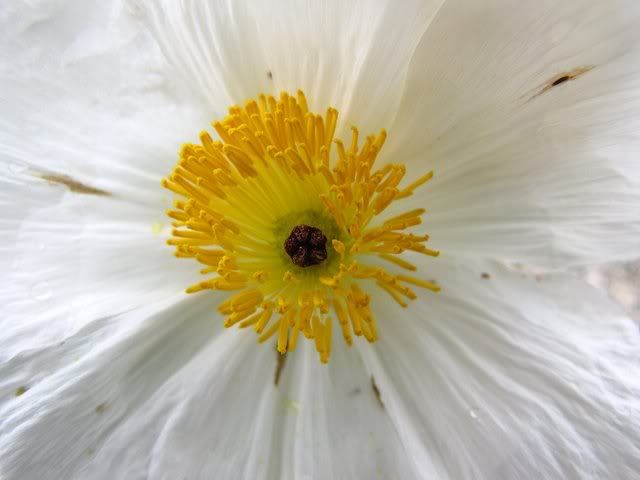 poppy closeup