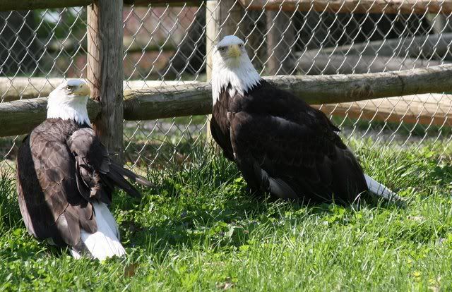 injured bald eagles grant's farm 250409