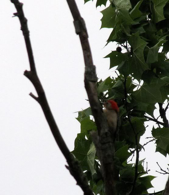 red-bellied woodpecker temple ballwin