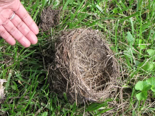 robin's nest fallen fp