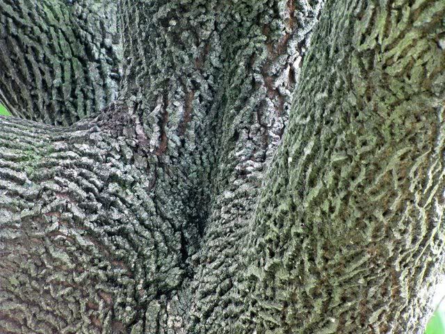 tree-trunk pattern fp