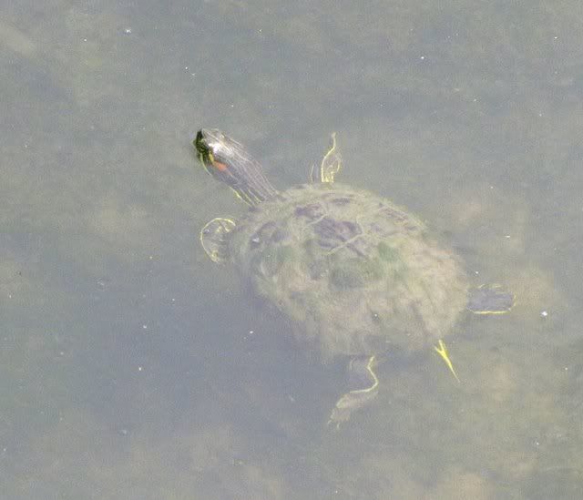 turtle in Des Peres creek 070609