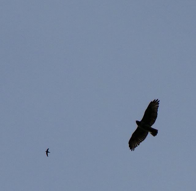 red-tailed hawk and chimney swift fp 070609