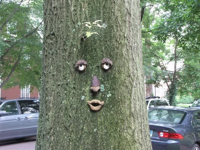 face on tree parkview stl 140609