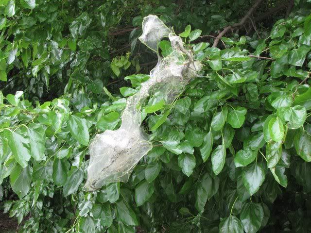 social spider nests fp 150609