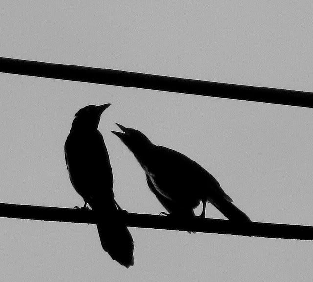 mother and child grackle 170609