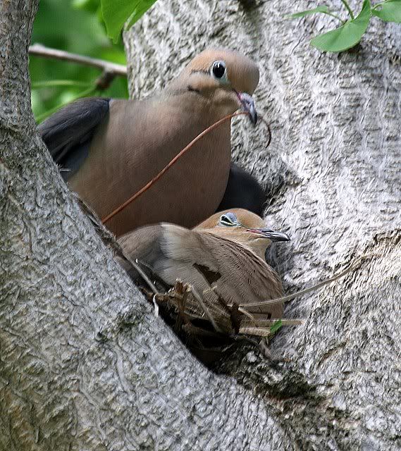 nesting mourning doves botanical center st L 260409
