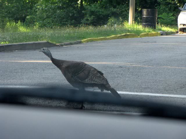wild turkey crossing the road