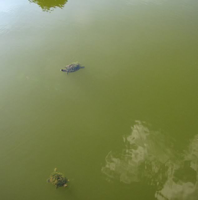 230609 snapping turtles fp