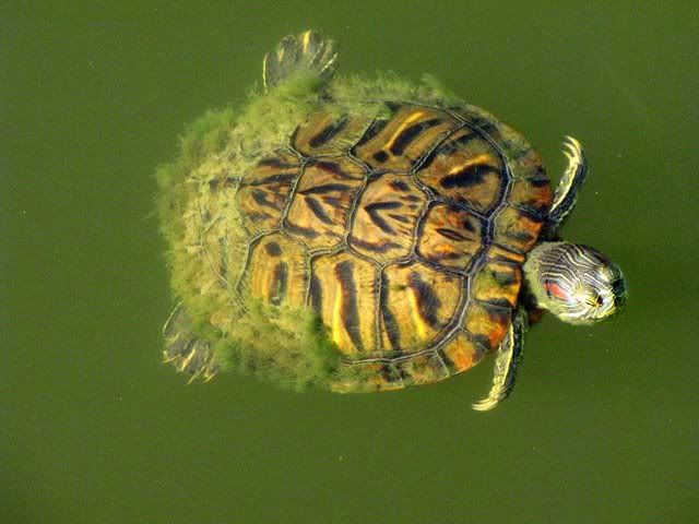 snapping turtle with moss on back
