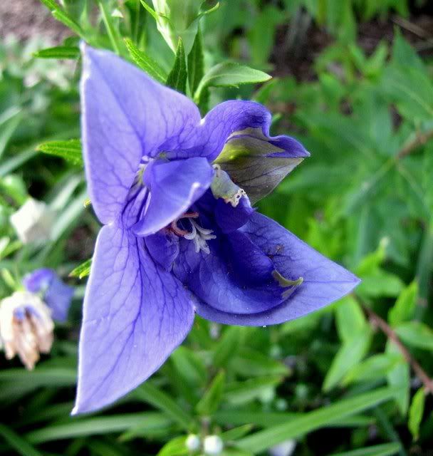 un id blue flower visitor center 230609