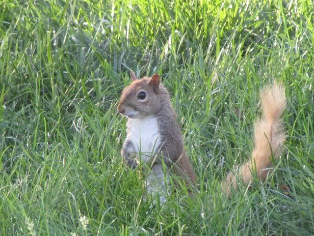 squirrel on grass 230609