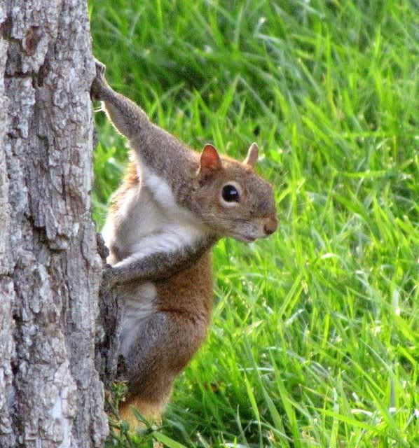 squirrel on tree rrunk 230609