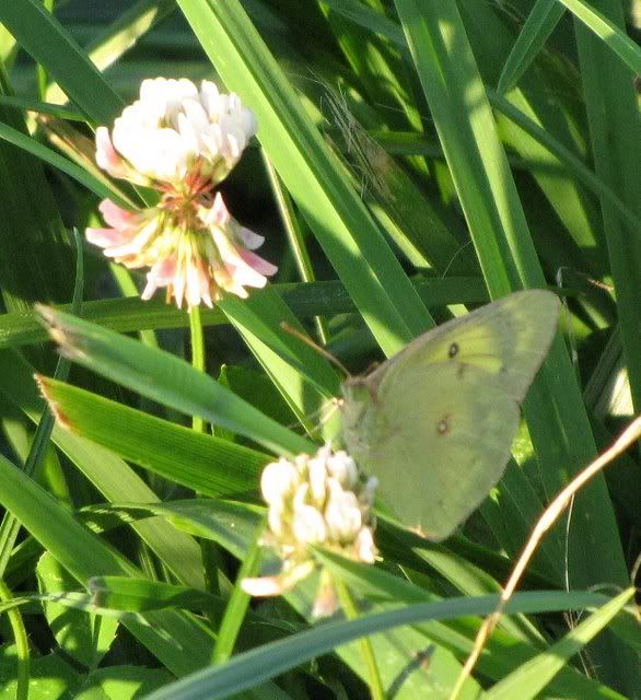 un id butterfly (grass yellow) fp 230609