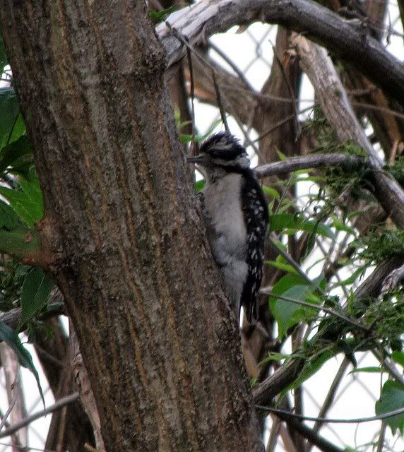 downy woodpecker stlouis 240609