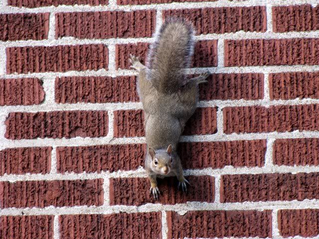 squirrel on wall 240609
