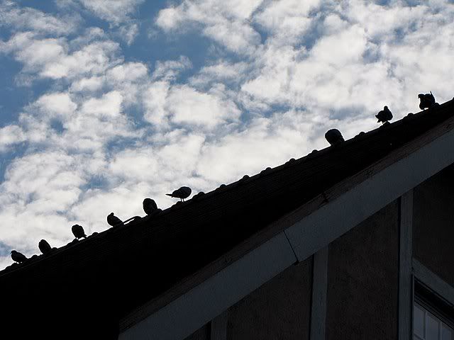 birds on roof 240609 enright