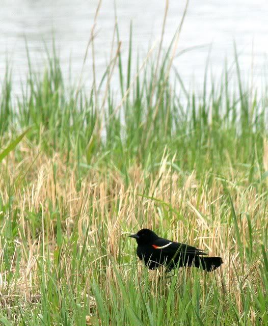 280409 red-winged blackbird forest park golf course