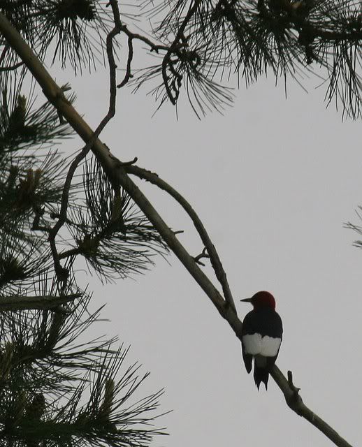 red-headed woodpecker forest park 280209