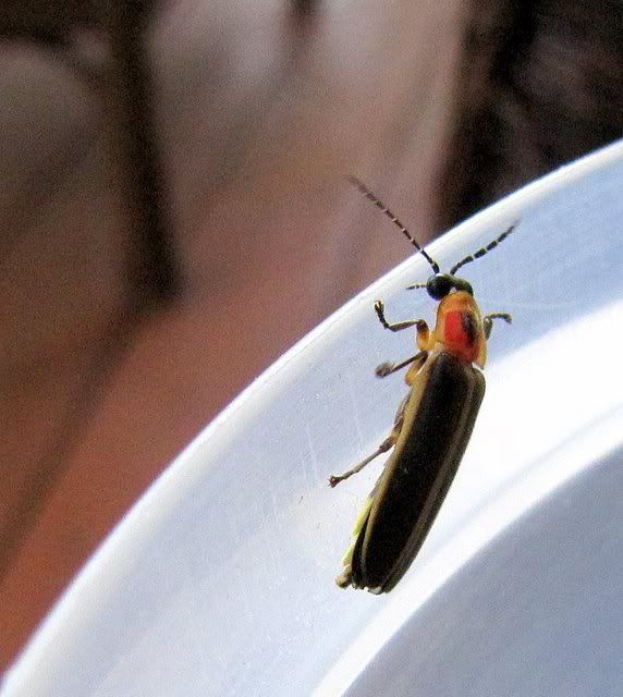 lightning bug firefly 280609