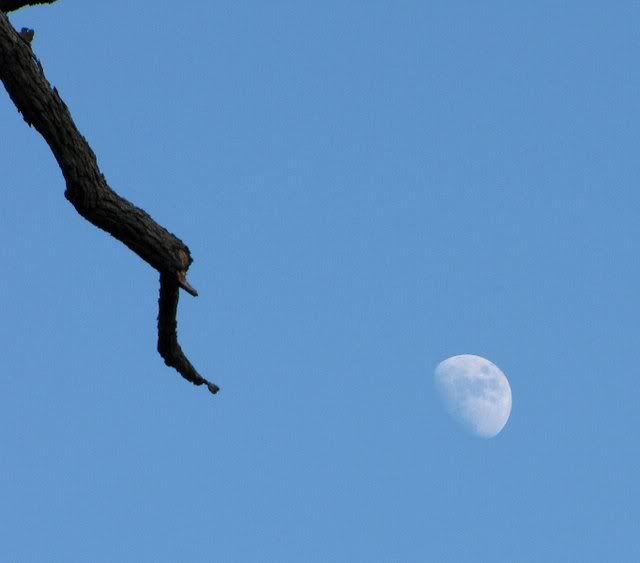 branch and moon fp