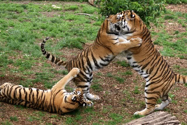 280209 3 amur tiger cubs st l zoo
