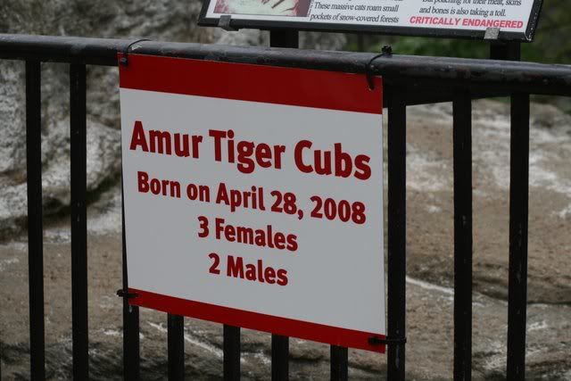 amur tiger cubs birthday 280409 st L zoo