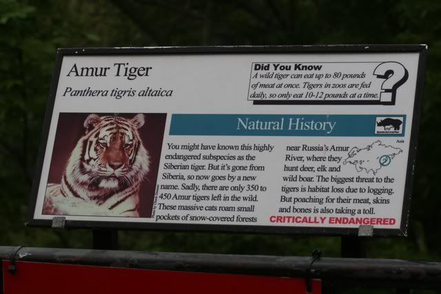 amur tiger sign 280209 zoo