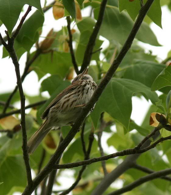 song sparrow forest park 280409