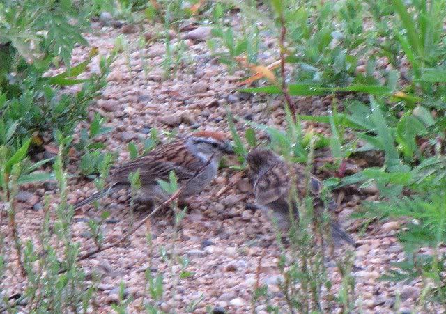 swamp sparrow male and female creve coeur lake 050709