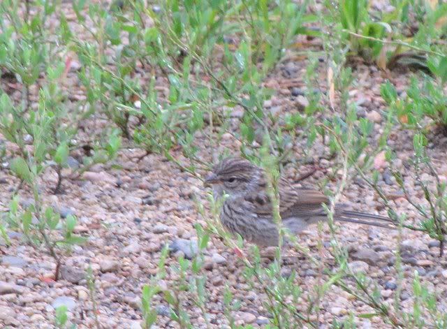 swamp sparrow female cc lake 050709