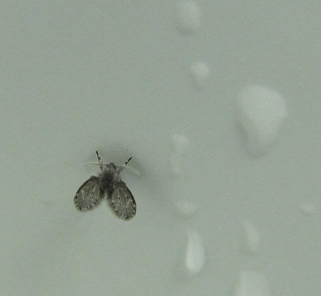 very tiny fly 050709 w b sanctuary