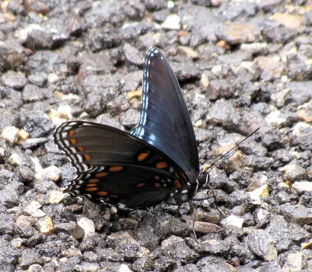 red-spotted purple  lone elk park 050709