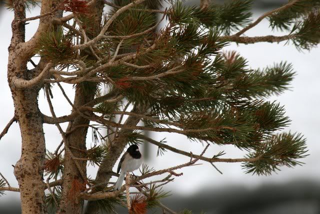 dark-eyed junco yosemite 300509