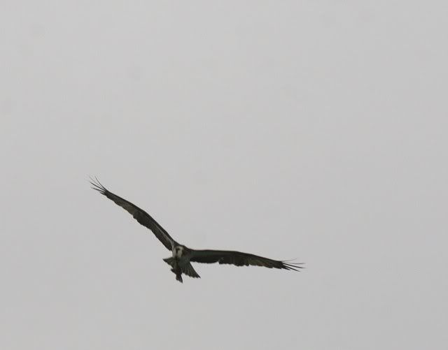 osprey with fish