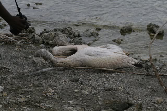 dead pelican