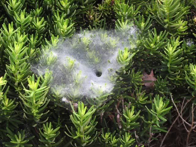 funnel spider web on bush debaliviere 090709