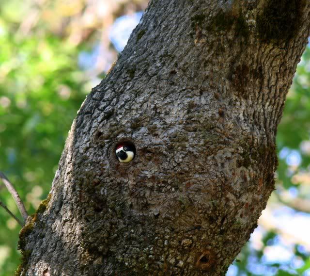 acorn woodpecker in amstutz home merced river 310509