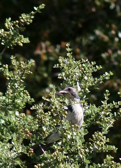 western scrub jay 310509 crane creek